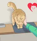 Identify a Persian Cat