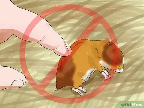 Image titled Train a Hamster Not to Bite Step 14