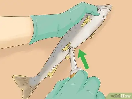 Image titled Clean Trout for Cooking Step 1