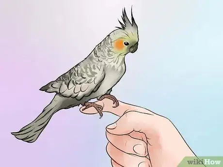 Image titled Decide if a Parrot Is Right for You Step 5