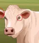 Identify Charolais Cattle