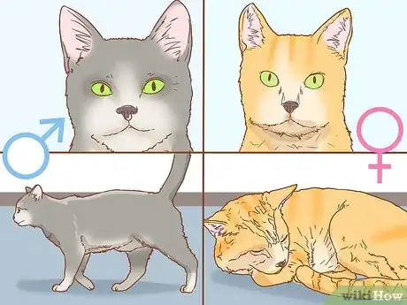 Image titled Determine the Sex of a Cat Step 6