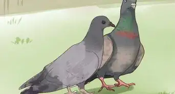 Keep a Single Pigeon