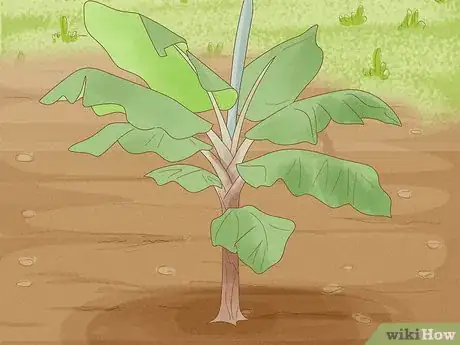 Image titled Grow Plantains Step 10
