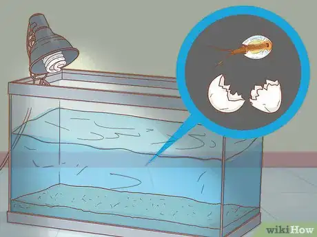 Image titled Care for Triops Step 8