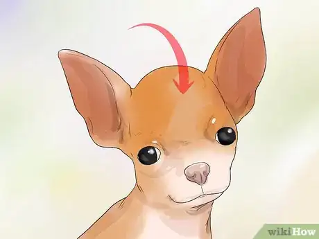 Image titled Take Care of a Teacup Chihuahua Step 16