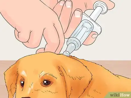 Image titled Give Puppy Shots Step 9