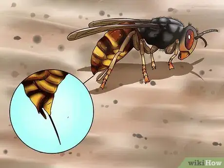 Image titled Identify a Hornet Step 10