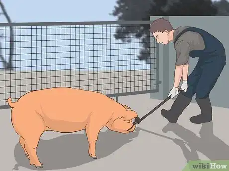 Image titled Hogtie a Pig Step 7