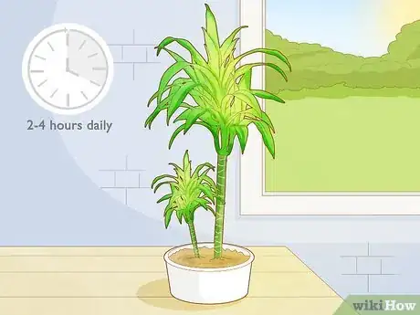 Image titled Care for a Dracaena Step 1
