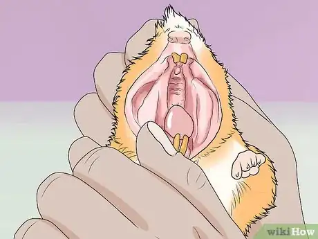 Image titled Spot Illness in Hamsters Step 12