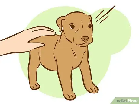 Image titled Train a Pitbull Puppy Step 14