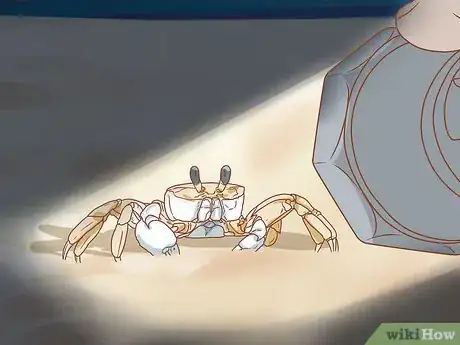 Image titled Catch a Ghost Crab Step 4