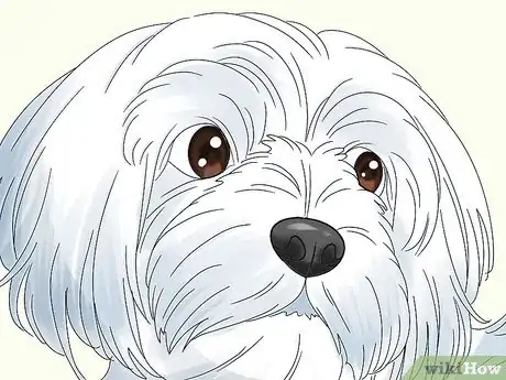 Image titled Identify a Maltese Dog Step 2