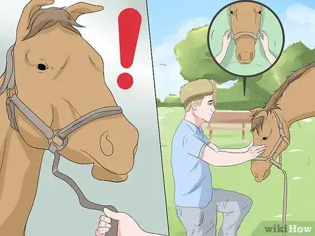 Image titled Train a Horse to Lead Step 13