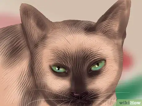 Image titled Identify a Siamese Cat Step 6