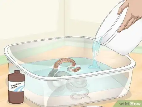 Image titled Get Rid of Mites on Snakes Step 3