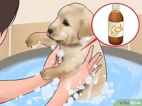 Image titled Use Apple Cider Vinegar for Dogs Step 10