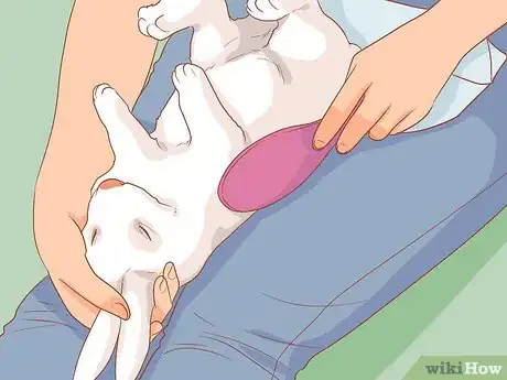 Image titled Raise a Lop Eared Rabbit As a Pet Step 19