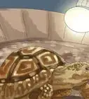 Care for a Tortoise