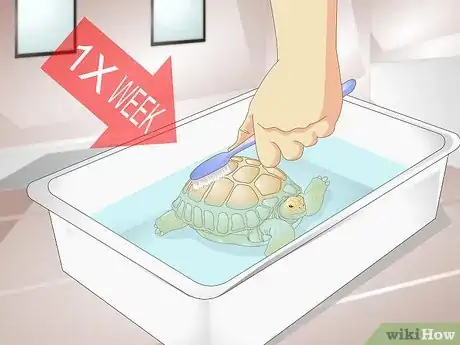 Image titled Bathe a Tortoise Step 6