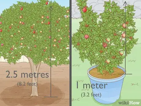 Image titled Grow a Pomegranate Tree Step 1