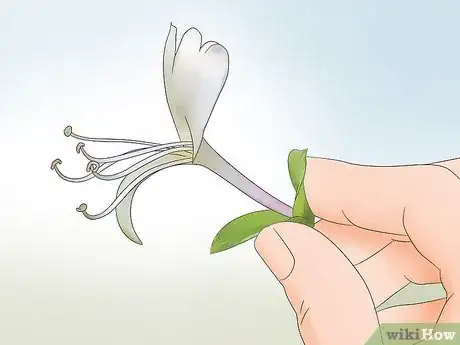 Image titled Eat Honeysuckle Step 2