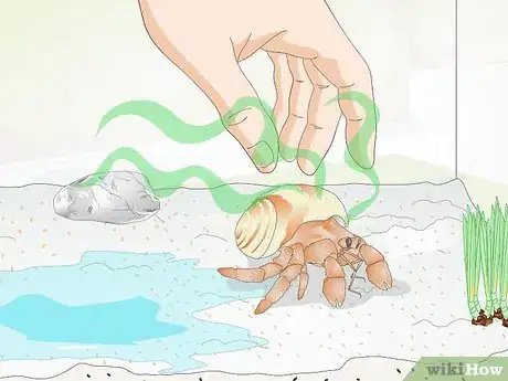 Image titled Clean a Hermit Crab Step 5