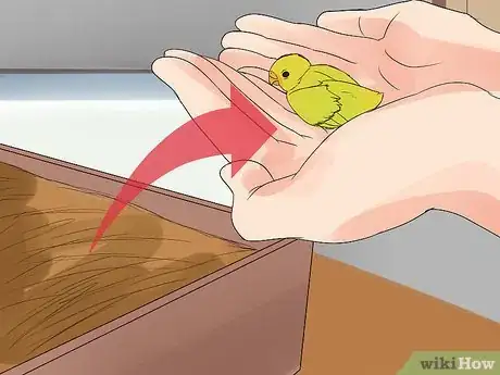 Image titled Care for Your Baby Budgie Step 7