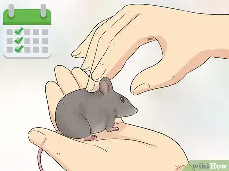 Image titled Care for an Injured Pet Mouse Step 8