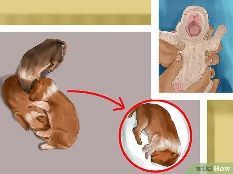 Image titled Spot Health Problems in Newborn Puppies Step 11