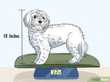 Image titled Identify a Maltese Dog Step 1