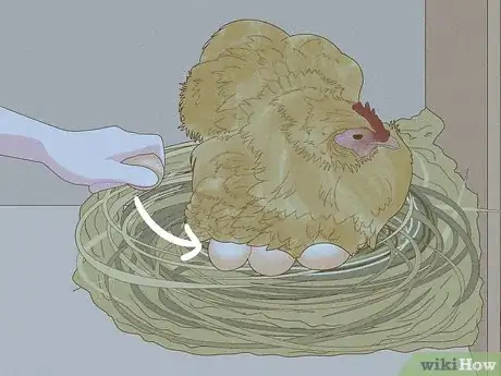 Image titled Hatch Chicken Eggs Step 21