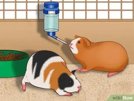 Image titled Care for a Pregnant Guinea Pig Step 18