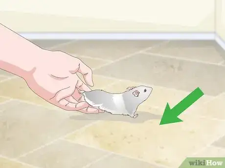 Image titled Supervise Hamsters Outside of the Cage Step 7