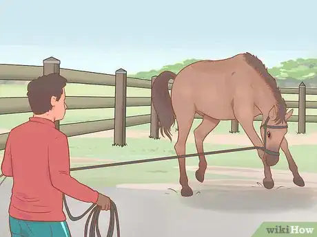 Image titled Find out Why a Horse Is Crow Hopping Step 8