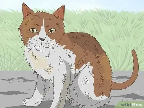 Image titled Why Do Cats Rub Against You Step 12