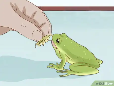 Image titled Care for Green Tree Frogs Step 17