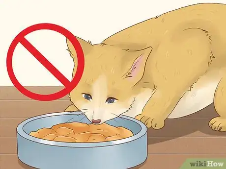 Image titled Prepare Your Cat for a Blood Test Step 1