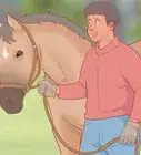 Meet a Horse for the First Time
