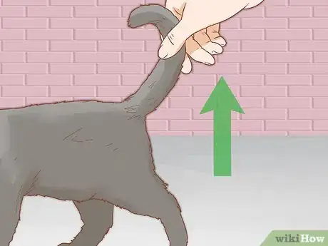Image titled Determine the Sex of a Cat Step 2