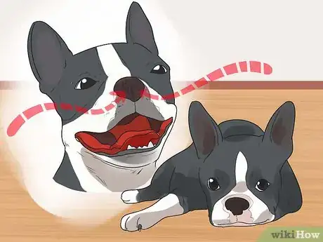 Image titled Care for a Boston Terrier Step 13