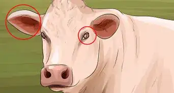 Identify Charolais Cattle