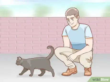 Image titled Determine the Sex of a Cat Step 1