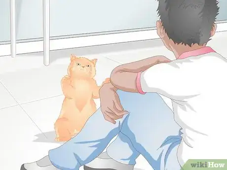 Image titled Bring a New Cat or Kitten Home Step 11
