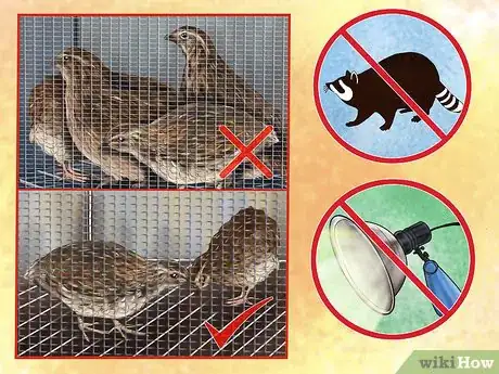 Image titled Keep Your Quail Happy Step 10