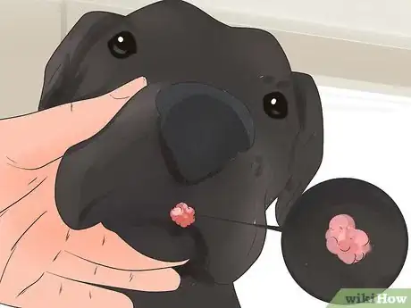 Image titled Remove Warts on Dogs Step 2