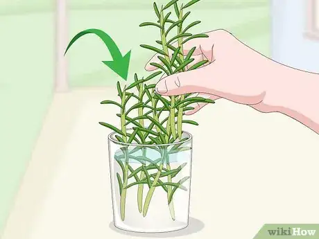 Image titled Prune Rosemary Step 11