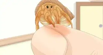 Hold a Hermit Crab