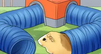 Play with a Guinea Pig